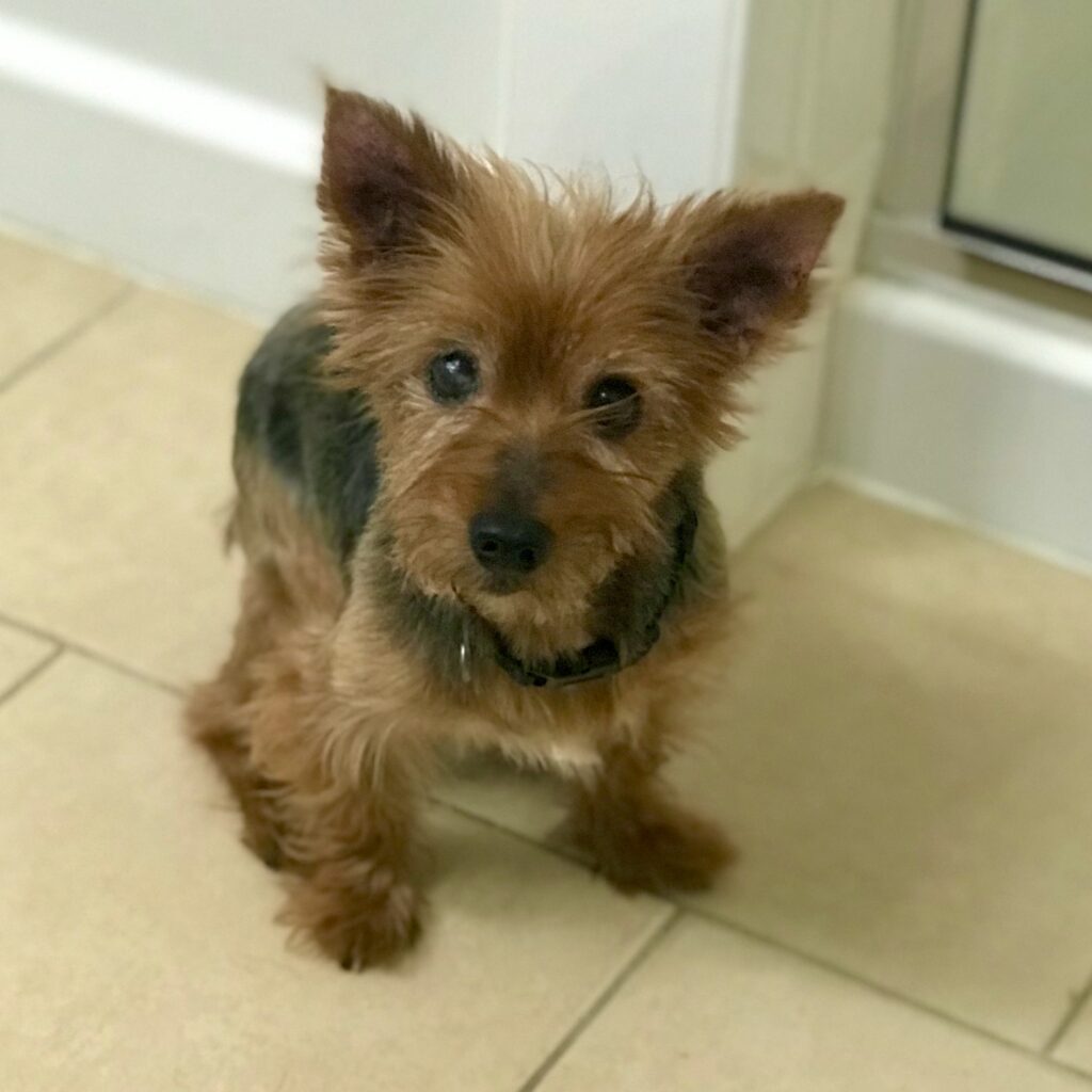 Teddy, Jazmine's 16-year-old Yorkie