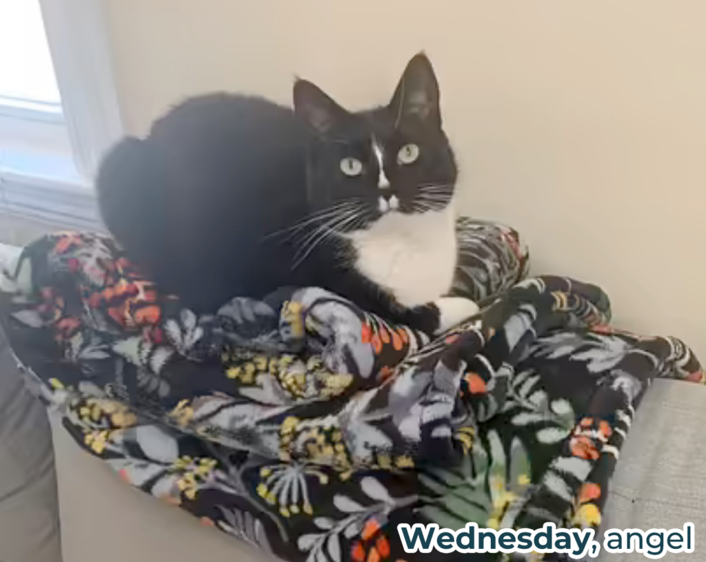Wednesday (angel), the black and white tuxedo cat posed on a pile of blankets. 